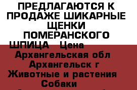 ПРЕДЛАГАЮТСЯ К ПРОДАЖЕ ШИКАРНЫЕ ЩЕНКИ ПОМЕРАНСКОГО ШПИЦА › Цена ­ 20 000 - Архангельская обл., Архангельск г. Животные и растения » Собаки   . Архангельская обл.,Архангельск г.